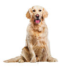 41825 Collections Realistic Golden Retriever 41825 Collections Realistic Golden Retriever