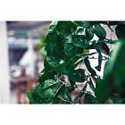613852598269 Fashion Decorative Fences Garden