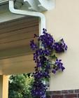 715518610077 Kinsman Downspout Cover Trellis