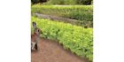 B000bwy7zg Garden Zone Rabbit Guard Galvanized Steel Gauge Fence Wire Mesh