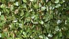 B0742mnn8x Versa Ivy Hedge Expandable Fence By Pak Screening Wedding Parties