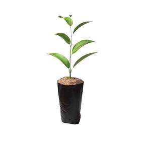 Frjjthchy 721352467678 100 Pcs Thicken Plastic Nursery Bags For Plants Fruit 6.69x11.81 In