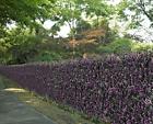 G0602a006-purple-6 Uland Artificial Hedges Panels Boxwood Greenery Privacy Fence 605826113905