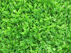Gmfd17-set Heart To Artificial Boxwood Topiary Set Of 804534017493