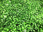 Gmfd36-set Heart To Artificial Boxwood Topiary Set Of 804534017509