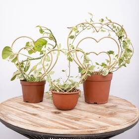 Mirthdino 730198235228 Indoor Plant Trellis Set Of 3 - Mini Gold Heart-shaped Frames For Climbing House