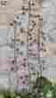 Psm094 Birds Jewels Ccoast Landscape Decor Yard Patio Garden Trellis Decorative Metal Jeweled Plant Support 12518 01911