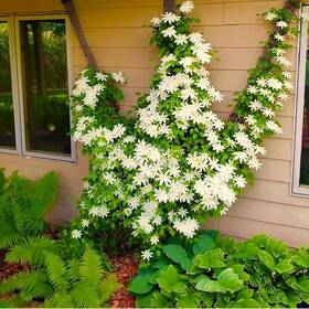 Scroll Trellis 752830069084 Tall Outdoor Climbing Plants Support Mailbox Porch And Deck Post And