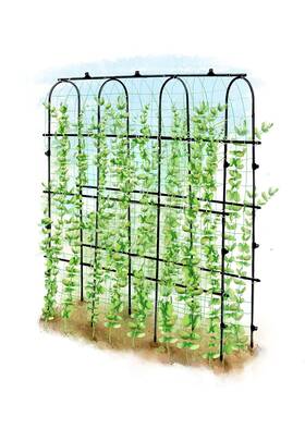 Sumgrow Ups001 6 Ft Tall Garden Trellis For Climbing Plants Outdoor With Nylon Net Cucumber