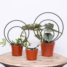 Yohsnor 313039385315 Hoya Trellis Set Of 3 Round Climbing Plant Supports - Small Medium Large Yohsnor 313039385315 Hoya Trellis Set Of 3 Round Climbing Plant Supports - Small Medium Large