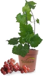Grape Vine Plant - Live 4 Inch Growers Pot Variety Is Grower's.... Fixed Price $131.15.