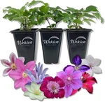 Clematis Variety Pack - Live Starter Plants 2 Inch Pots Grower's Choice.... Fixed Price $70.32.