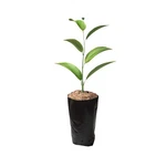 Frjjthchy 100 Pcs Thicken Plastic Nursery Bags For Plants Fruit Flower Grow B.... Fixed Price $26.73.