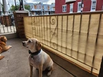 3' 4' 5' 6' 8' Tall Outdoor Fence Windscreen Privacy Shade Cover Garden. Fixed Price $79.69.