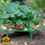 Iceyyyy 5 Pack Strawberry Plant Support - Growing Racks With 4 Stu.... Fixed Price $27.99.