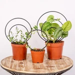 Mirthdino Premium Hoya Trellis - Unique Metal Support For Climbing. Fixed Price $25.44.