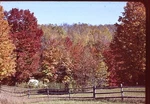 Photograph 35MM Slide 1963 New England Split Rail Fence Fall Autumn Trees. Fixed Price $14.99.