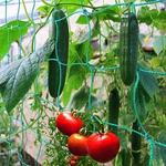 Trellis Netting For Climbing Plants - Heavy Duty Garden Cucu. Fixed Price $26.95.