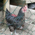Garden Poultry Green Chicken Wire Pvc Coated Hexagonal Mesh Roll Animal .... Fixed Price $24.31.
