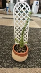 Mini Trellis White 3D Printed Pot Support Indoor Climbing Plants Small. Fixed Price $6.50.