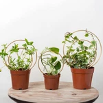 Mirthdino Hoya Trellis- Metal Indoor 3-PACK For Climbing Plants.... Fixed Price $20.37.
